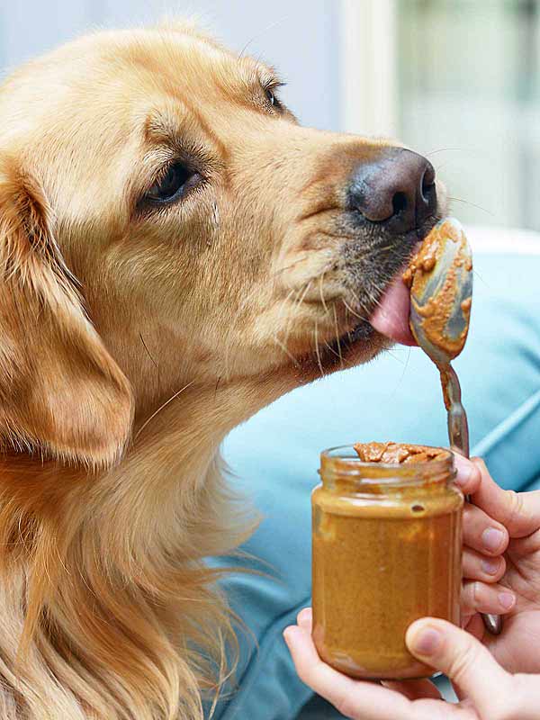 golden retriever licking spoon with almond butter