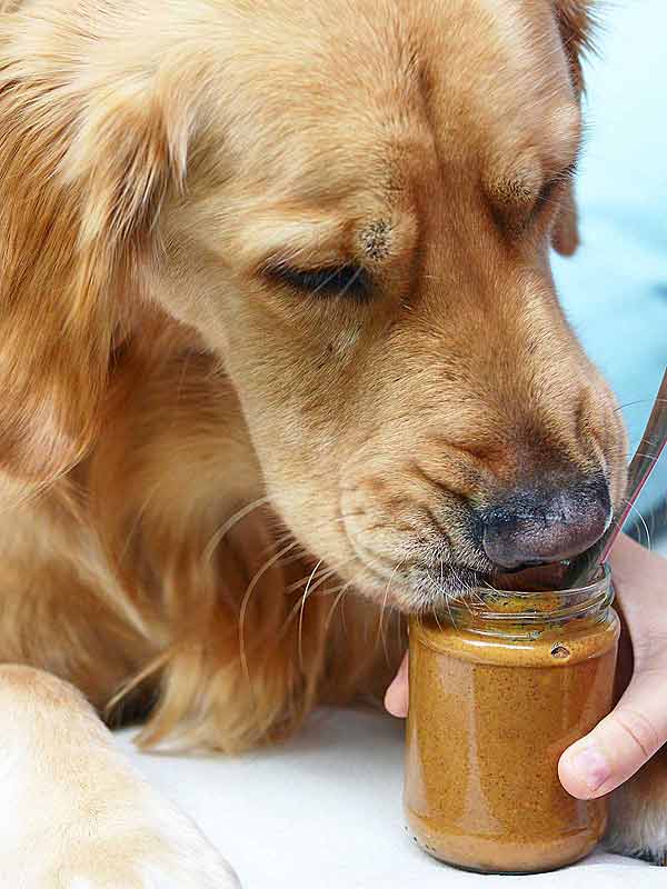 golden retriever licking jar of almond butter