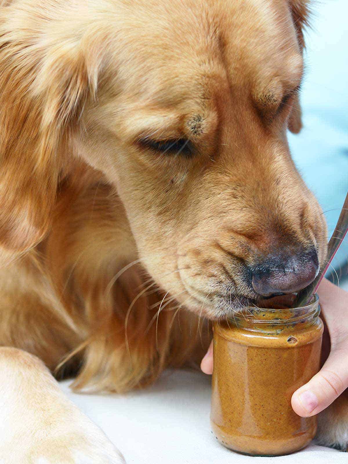 Butter dog. Peanut Butter Dog. Арахисовая собак. Dog with the Butter. Peanut Butter Dog character BOHECK.