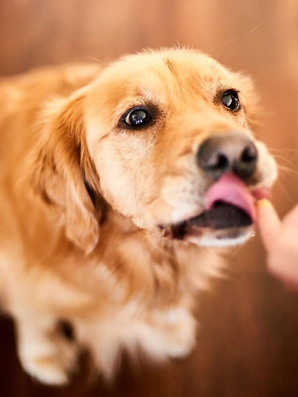 Golden retriever licking spoon