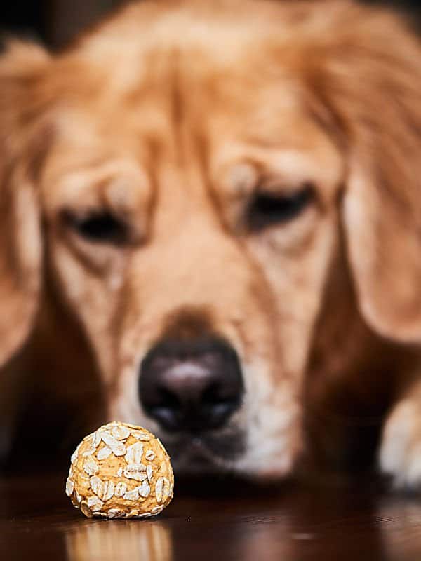 Golden retriever looking at homemade dog treat